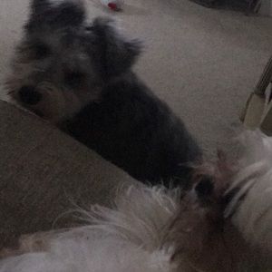 Meet your Posher, Andrea